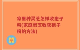 家里种灵芝怎样收孢子粉(家庭灵芝收获孢子粉的方法)