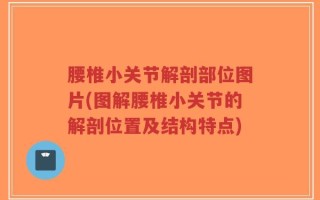 腰椎小关节解剖部位图片(图解腰椎小关节的解剖位置及结构特点)