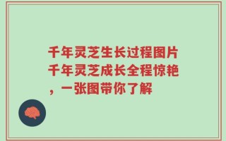 千年灵芝生长过程图片千年灵芝成长全程惊艳，一张图带你了解
