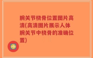 腕关节桡骨位置图片高清(高清图片展示人体腕关节中桡骨的准确位置)
