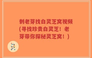 刺老芽找白灵芝窝视频(寻找珍贵白灵芝！老芽带你探秘灵芝窝！)