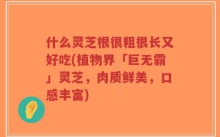 什么灵芝根很粗很长又好吃(植物界「巨无霸」灵芝，肉质鲜美，口感丰富)