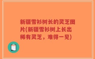 新疆雪衫树长的灵芝图片(新疆雪衫树上长出稀有灵芝，难得一见)