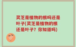 灵芝是植物的根吗还是叶子(灵芝是植物的根还是叶子？你知道吗)