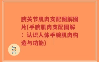 腕关节肌肉支配图解图片(手腕肌肉支配图解：认识人体手腕肌肉构造与功能)