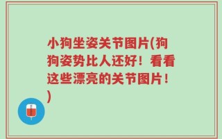 小狗坐姿关节图片(狗狗姿势比人还好！看看这些漂亮的关节图片！)