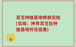灵芝种植基地横屏实拍(实拍：神奇灵芝在种植基地开花结果)