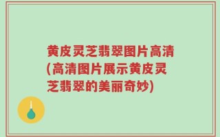 黄皮灵芝翡翠图片高清(高清图片展示黄皮灵芝翡翠的美丽奇妙)
