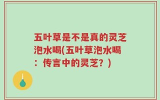 五叶草是不是真的灵芝泡水喝(五叶草泡水喝：传言中的灵芝？)