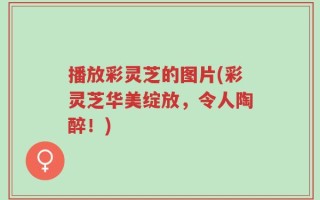 播放彩灵芝的图片(彩灵芝华美绽放，令人陶醉！)