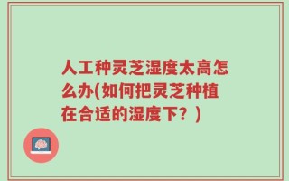 人工种灵芝湿度太高怎么办(如何把灵芝种植在合适的湿度下？)