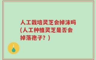 人工栽培灵芝会掉沫吗(人工种植灵芝是否会掉落孢子？)