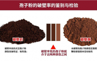 破壁灵芝孢子粉是什么意思？破壁灵芝孢子粉效果会更好吗？