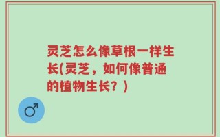 灵芝怎么像草根一样生长(灵芝，如何像普通的植物生长？)
