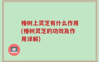 椿树上灵芝有什么作用(椿树灵芝的功效及作用详解)