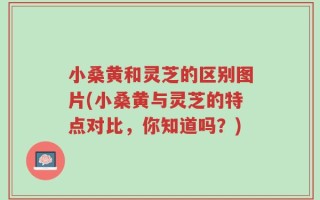 小桑黄和灵芝的区别图片(小桑黄与灵芝的特点对比，你知道吗？)