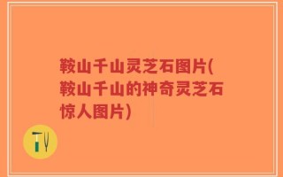 鞍山千山灵芝石图片(鞍山千山的神奇灵芝石惊人图片)