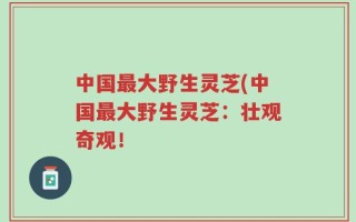 中国最大野生灵芝(中国最大野生灵芝：壮观奇观！