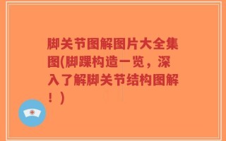 脚关节图解图片大全集图(脚踝构造一览，深入了解脚关节结构图解！)