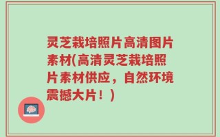 灵芝栽培照片高清图片素材(高清灵芝栽培照片素材供应，自然环境震撼大片！)