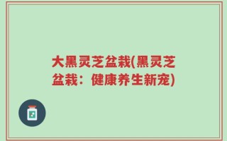 大黑灵芝盆栽(黑灵芝盆栽：健康养生新宠)