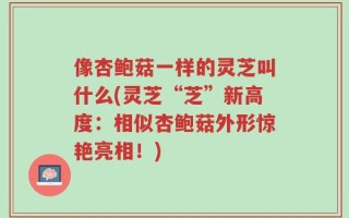 像杏鲍菇一样的灵芝叫什么(灵芝“芝”新高度：相似杏鲍菇外形惊艳亮相！)