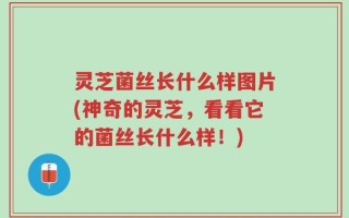 灵芝菌丝长什么样图片(神奇的灵芝，看看它的菌丝长什么样！)