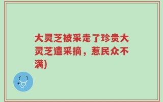 大灵芝被采走了珍贵大灵芝遭采摘，惹民众不满)