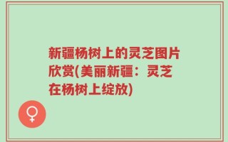 新疆杨树上的灵芝图片欣赏(美丽新疆：灵芝在杨树上绽放)