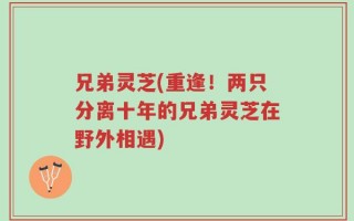 兄弟灵芝(重逢！两只分离十年的兄弟灵芝在野外相遇)