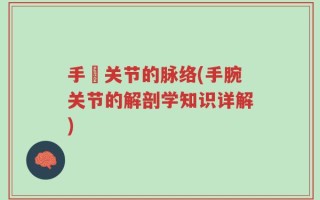 手踠关节的脉络(手腕关节的解剖学知识详解)