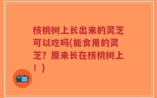 核桃树上长出来的灵芝可以吃吗(能食用的灵芝？原来长在核桃树上！)