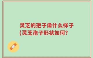 灵芝的孢子像什么样子(灵芝孢子形状如何？