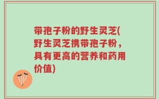 带孢子粉的野生灵芝(野生灵芝携带孢子粉，具有更高的营养和药用价值)