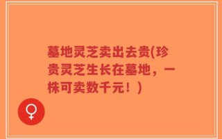 墓地灵芝卖出去贵(珍贵灵芝生长在墓地，一株可卖数千元！)