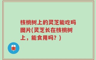 核桃树上的灵芝能吃吗图片(灵芝长在核桃树上，能食用吗？)