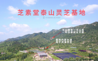 2022年灵芝孢子粉品牌排行新年盘点