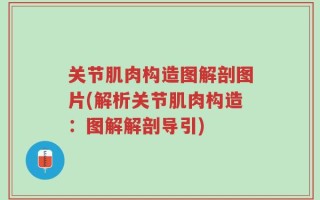 关节肌肉构造图解剖图片(解析关节肌肉构造：图解解剖导引)