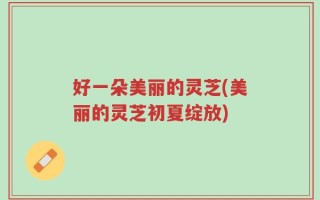 好一朵美丽的灵芝(美丽的灵芝初夏绽放)