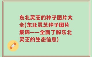 东北灵芝的种子图片大全(东北灵芝种子图片集锦——全面了解东北灵芝的生态信息)