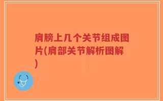 肩膀上几个关节组成图片(肩部关节解析图解)