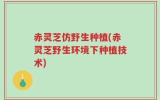 赤灵芝仿野生种植(赤灵芝野生环境下种植技术)