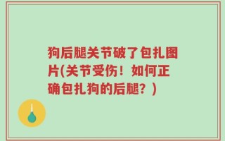 狗后腿关节破了包扎图片(关节受伤！如何正确包扎狗的后腿？)
