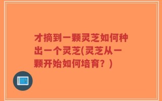 才摘到一颗灵芝如何种出一个灵芝(灵芝从一颗开始如何培育？)