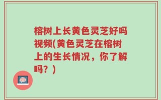榕树上长黄色灵芝好吗视频(黄色灵芝在榕树上的生长情况，你了解吗？)
