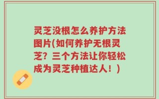 灵芝没根怎么养护方法图片(如何养护无根灵芝？三个方法让你轻松成为灵芝种植达人！)
