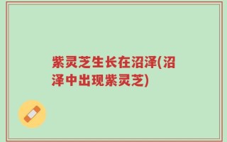 紫灵芝生长在沼泽(沼泽中出现紫灵芝)