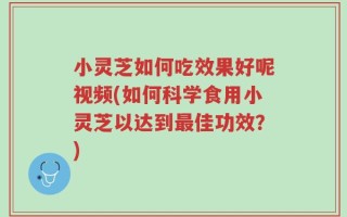 小灵芝如何吃效果好呢视频(如何科学食用小灵芝以达到最佳功效？)