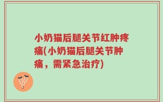 小奶猫后腿关节红肿疼痛(小奶猫后腿关节肿痛，需紧急治疗)