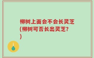 柳树上面会不会长灵芝(柳树可否长出灵芝？)